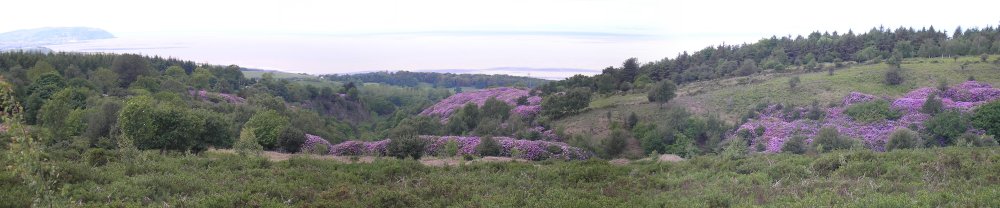 Panoramic photograph of rhodedendrons on the Quontocks, Sommerset, UK