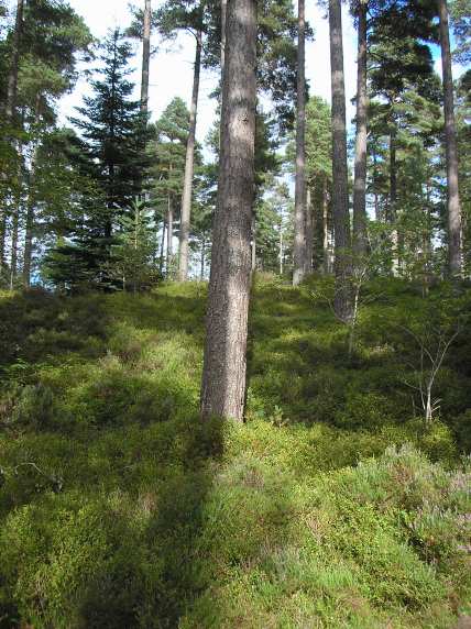 Photo of the woodland, showing scots pine amongst blaeberry bushes.