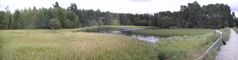 Panormic photo of the main lake, showing it significantly overtaken by reeds.